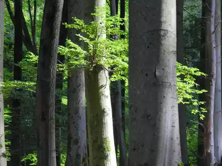 Waldbegehung für ein starkes Waldgesetz - Bergwaldprojekt e.V. und MdB Niklas Wagener (Bündnis 90/ DIE GRÜNEN) im Informationsaustausch im Stadtwald von Rothenfels - Foto: presseportal.de