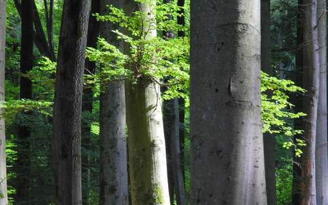Waldbegehung für ein starkes Waldgesetz - Bergwaldprojekt e.V. und MdB Niklas Wagener (Bündnis 90/ DIE GRÜNEN) im Informationsaustausch im Stadtwald von Rothenfels - Foto: presseportal.de