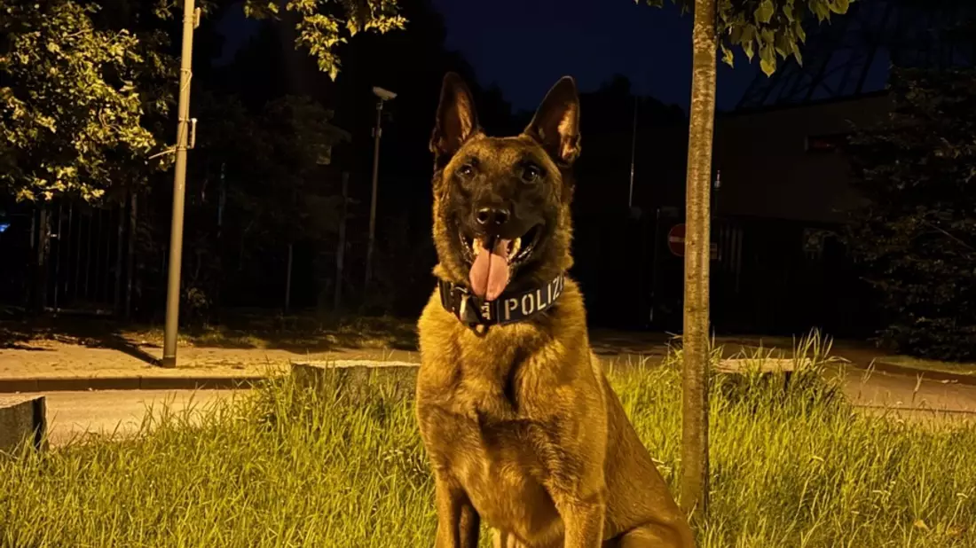 POL-DU: Duissern: Polizeihund findet mutmaßliche Einbrecher im Gebüsch - Bild: presseportal.de
