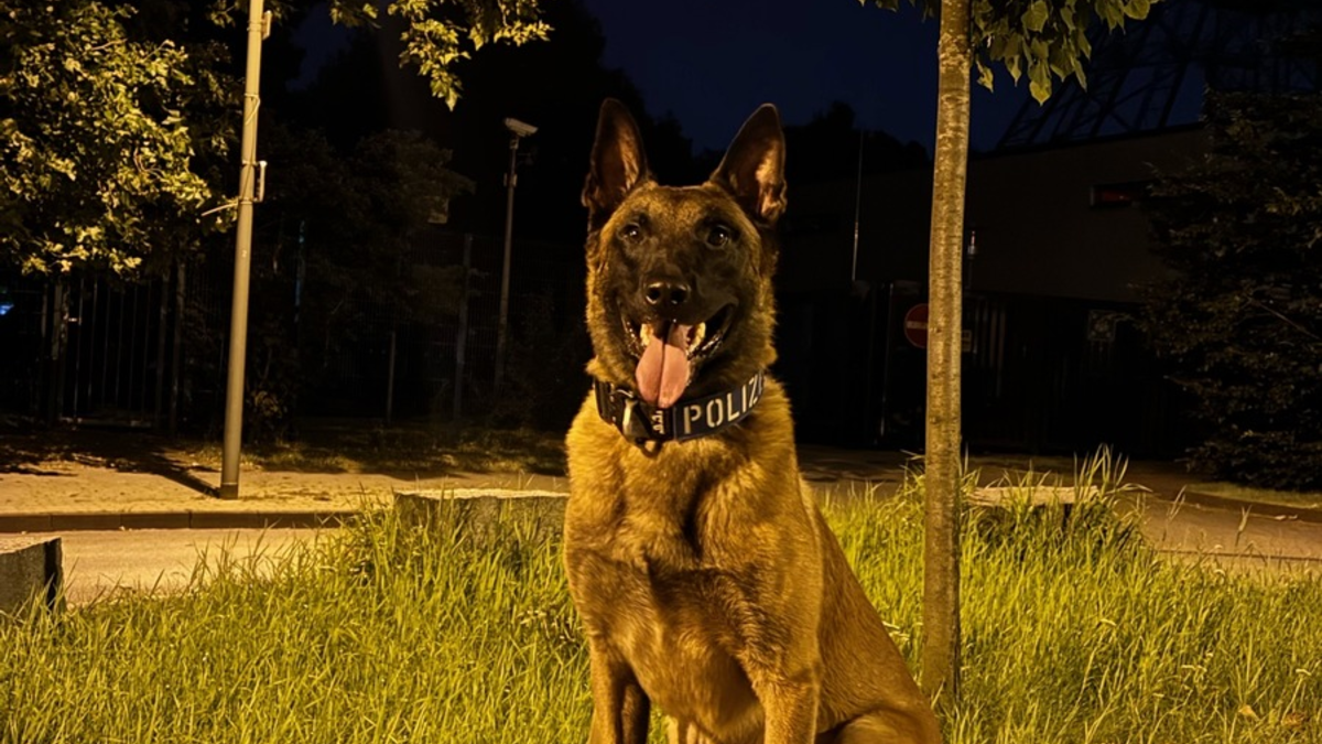 POL-DU: Duissern: Polizeihund findet mutmaßliche Einbrecher im Gebüsch - Foto: presseportal.de