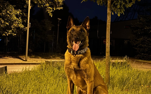 POL-DU: Duissern: Polizeihund findet mutmaßliche Einbrecher im Gebüsch - Foto: presseportal.de