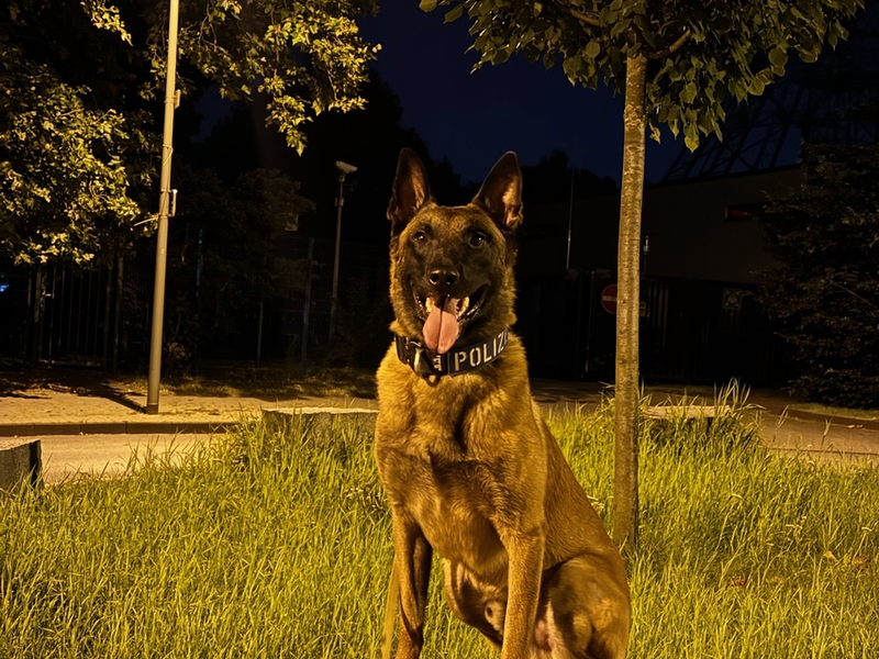 POL-DU: Duissern: Polizeihund findet mutmaßliche Einbrecher im Gebüsch - Foto: presseportal.de