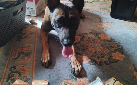 POL-AC: Geld stinkt doch - Polizeihund erschnüffelt Bares - Foto: presseportal.de