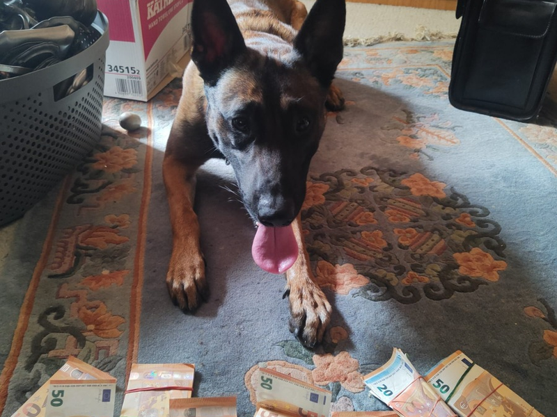 POL-AC: Geld stinkt doch - Polizeihund erschnüffelt Bares - Foto: presseportal.de