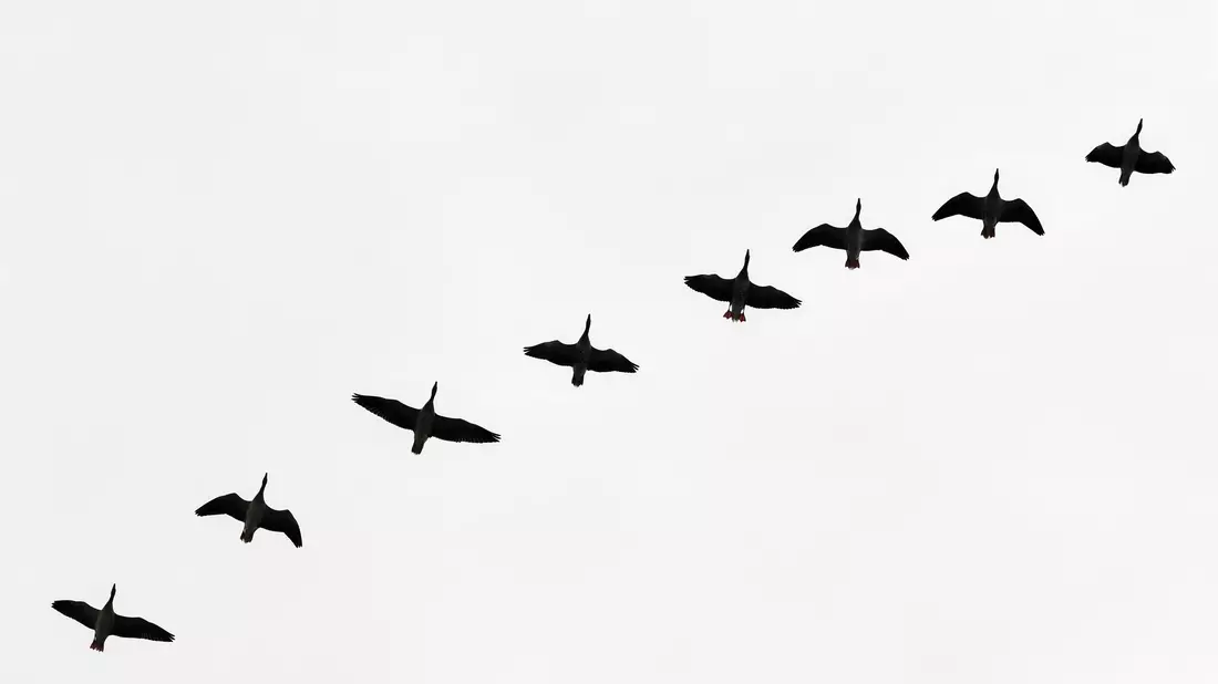  Im Falle eines Ausbruchs bei Menschen wäre Deutschland wahrscheinlich deutlich besser vorbereitet als bei Corona. (Symboldbild) - Bild: Patrick Pleul/dpa-Zentralbild/dpa