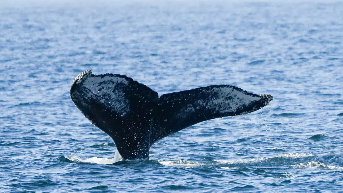 Ein junger Buckelwal ist kürzlich in der Nordsee entdeckt worden. Das ist durchaus ungewöhnlich. - Bild: Silvia Izquierdo/AP/dpa