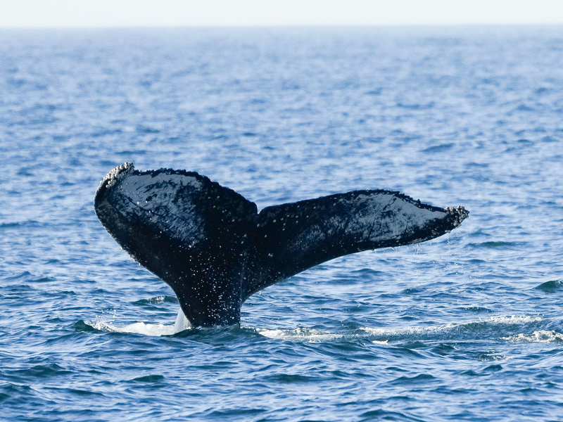 Ein junger Buckelwal ist kürzlich in der Nordsee entdeckt worden. Das ist durchaus ungewöhnlich. - Foto: Silvia Izquierdo/AP/dpa