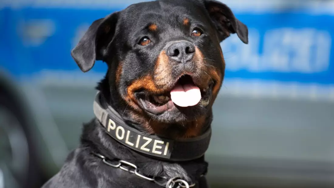 POL-MG: Diensthund Muffin stellt flüchtigen Dieb - Bild: presseportal.de