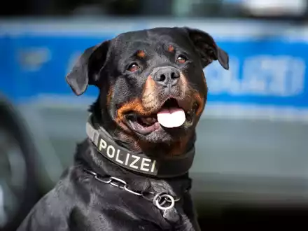 POL-MG: Diensthund Muffin stellt flüchtigen Dieb - Foto: presseportal.de