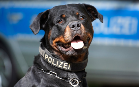 POL-MG: Diensthund Muffin stellt flüchtigen Dieb - Foto: presseportal.de