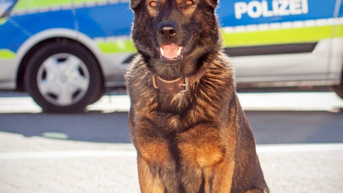 POL-HH: 240711-3 Eine Zuführung nach versuchtem Raubdelikt auf Autofahrer in Hamburg-Altona-Nord - Foto: presseportal.de
