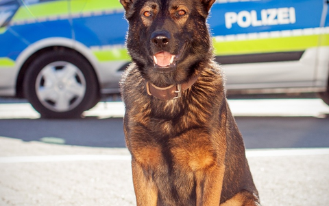 POL-HH: 240711-3 Eine Zuführung nach versuchtem Raubdelikt auf Autofahrer in Hamburg-Altona-Nord - Foto: presseportal.de POL-HH: 240711-3 Eine Zuführung nach versuchtem Raubdelikt auf Autofahrer in Hamburg-Altona-Nord - Foto: presseportal.de