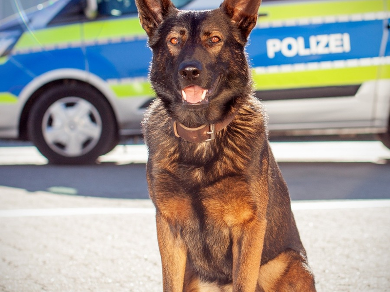 POL-HH: 240711-3 Eine Zuführung nach versuchtem Raubdelikt auf Autofahrer in Hamburg-Altona-Nord - Foto: presseportal.de