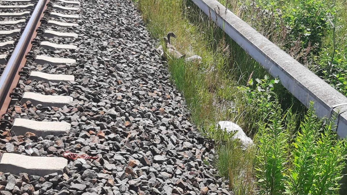 BPOLI L: Hilflose Jungschwäne gerettet - Foto: presseportal.de