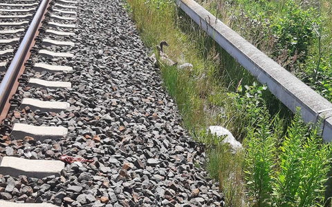 BPOLI L: Hilflose Jungschwäne gerettet - Foto: presseportal.de