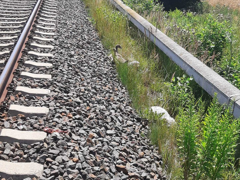 BPOLI L: Hilflose Jungschwäne gerettet - Foto: presseportal.de