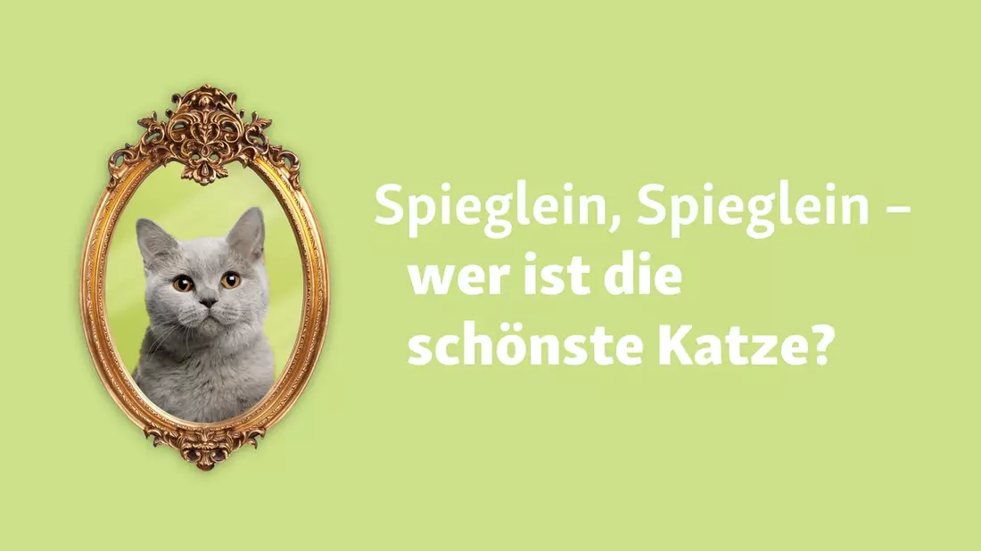 Weltkatzentag: Spektakuläre Fressnapf-Aktion geht weiter - Bild: presseportal.de