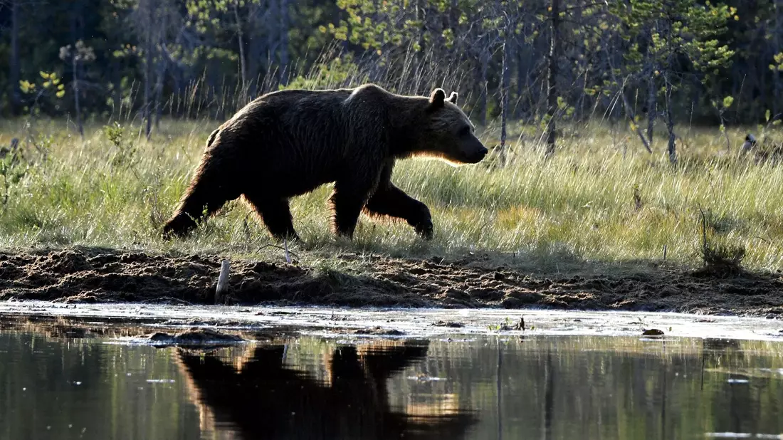Ein in Gefangenschaft lebender Bär hat in einem Dorf mein St. Petersburg eine Frau angefallen und tödlich verletzt. (Archivbild) - Bild: Jussi Nukari/Lehtikuva/dpa