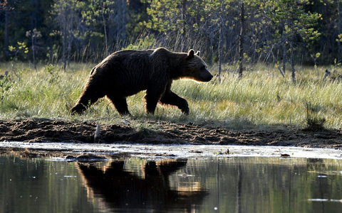 Ein in Gefangenschaft lebender Bär hat in einem Dorf mein St. Petersburg eine Frau angefallen und tödlich verletzt. (Archivbild) - Foto: Jussi Nukari/Lehtikuva/dpa