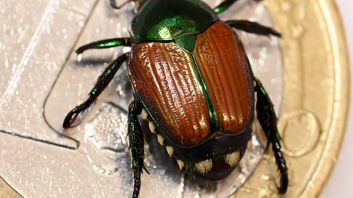 Der Japankäfer ist eine invasive Art mit enormem Schadpotenzial. Nun wurden einzelne Tiere in Baden-Württemberg gefunden. - Foto: Uli Deck/dpa
