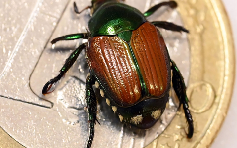 Der Japankäfer ist eine invasive Art mit enormem Schadpotenzial. Nun wurden einzelne Tiere in Baden-Württemberg gefunden. (Archivbild) - Foto: Uli Deck/dpa Der Japankäfer ist eine invasive Art mit enormem Schadpotenzial. Nun wurden einzelne Tiere in Baden-Württemberg gefunden. (Archivbild) - Foto: Uli Deck/dpa
