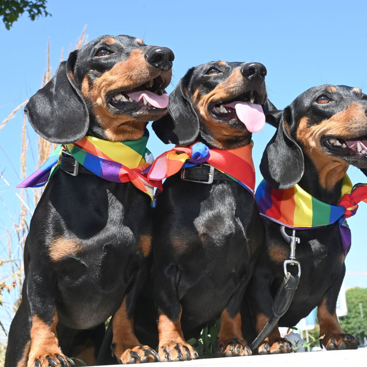 Nach wie vor eine beliebte Hunderasse in Deutschland: der Dackel (Symbolbild) - Foto: Düren/dpa