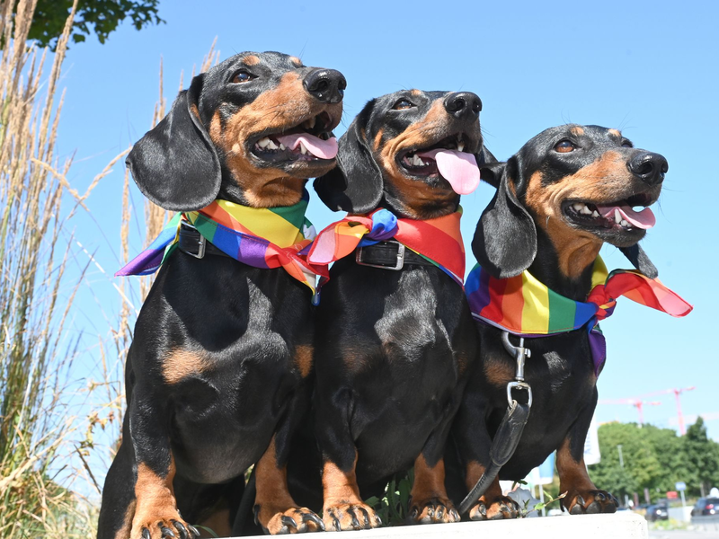 Nach wie vor eine beliebte Hunderasse in Deutschland: der Dackel (Symbolbild) - Foto: Düren/dpa
