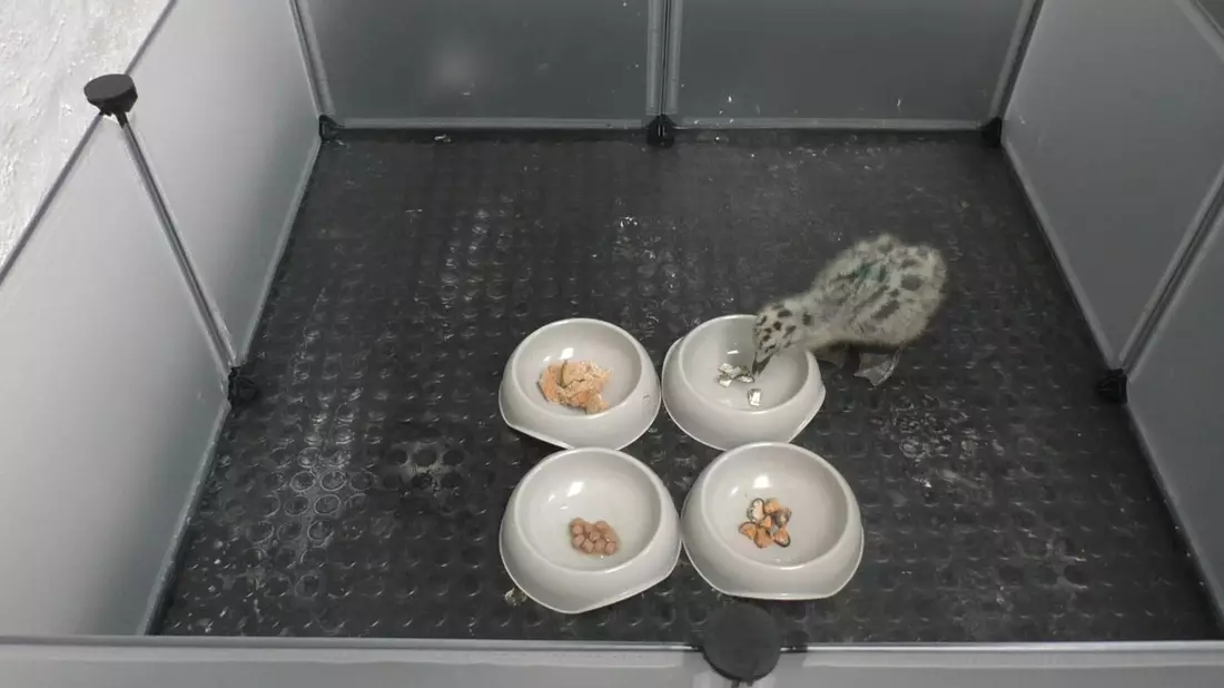 Wer die Wahl hat... entscheidet sich für Fisch! - Bild: Emma Inzani/University of Exeter/dpa