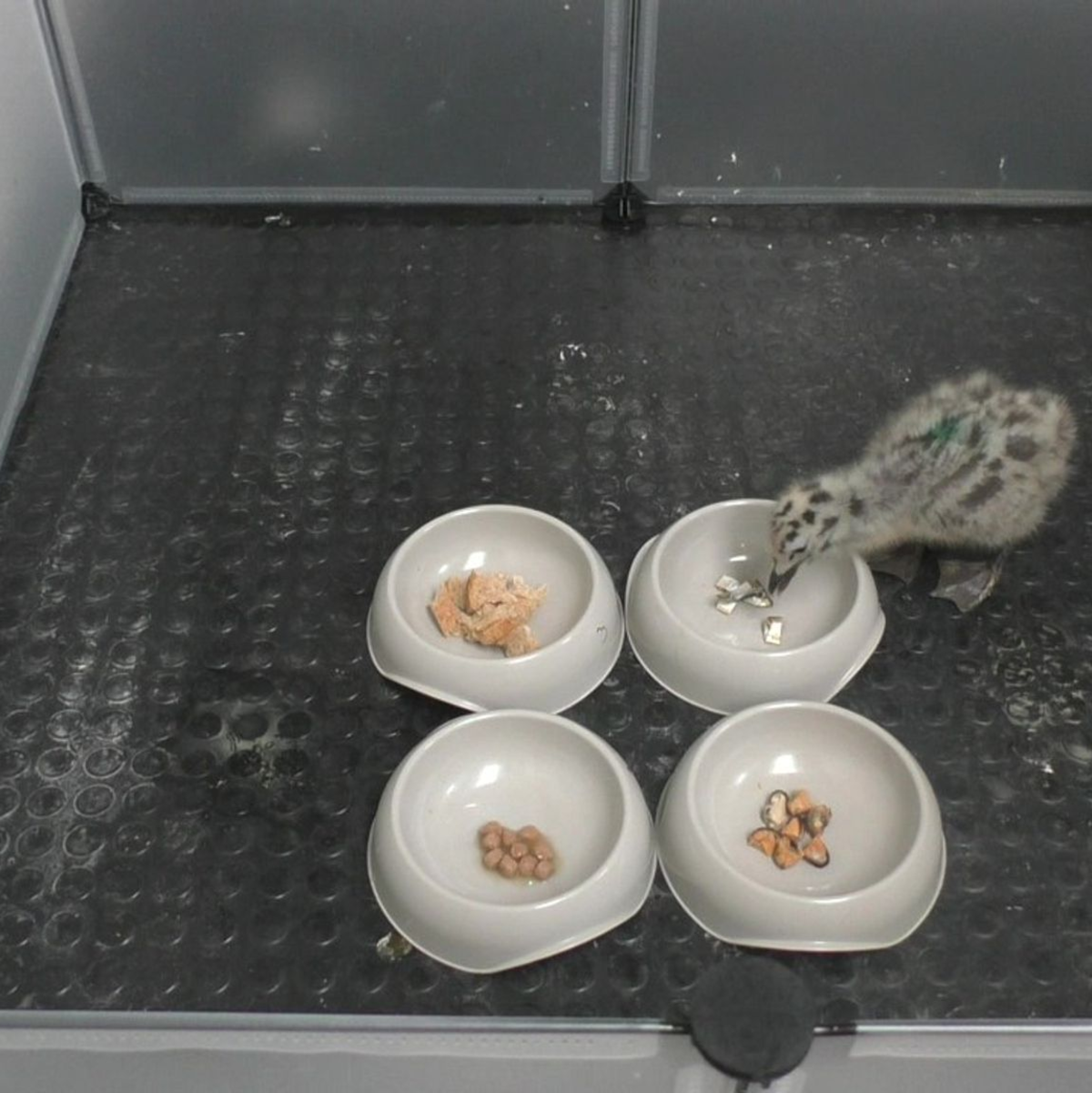 Wer die Wahl hat... entscheidet sich für Fisch! - Foto: Emma Inzani/University of Exeter/dpa