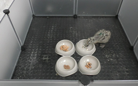 Wer die Wahl hat... entscheidet sich für Fisch! - Foto: Emma Inzani/University of Exeter/dpa