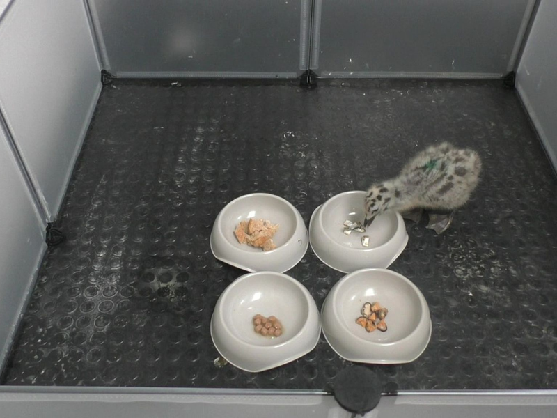 Wer die Wahl hat... entscheidet sich für Fisch! - Foto: Emma Inzani/University of Exeter/dpa