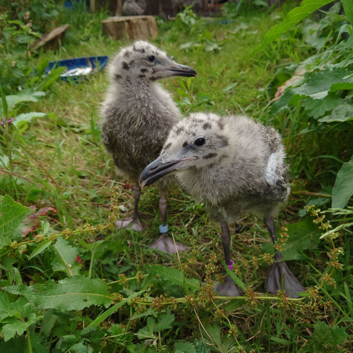 Warten auf etwas zu futtern.. - Foto: Emma Inzani/University of Exeter/dpa