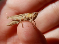 Ein eigenes Schulfach zum Klimabewusstsein hält Resch nicht für sinnvoll. (Symbolbild) - Foto: Matthias Bein/dpa