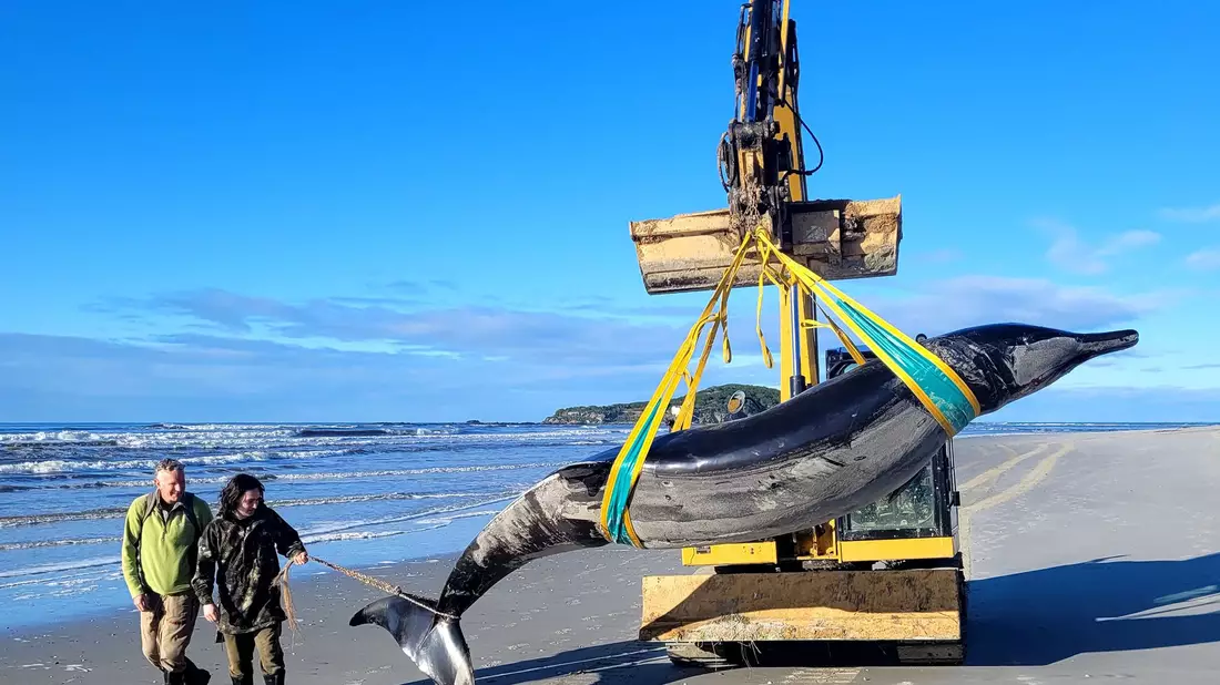 Über den Bahamonde-Schnabelwal ist so gut wie nichts bekannt. - Bild: Uncredited/NEW ZEALAND DEPARTMENT OF CONSERVATION//dpa