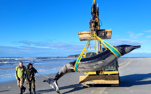Über den Bahamonde-Schnabelwal ist so gut wie nichts bekannt. - Foto: Uncredited/NEW ZEALAND DEPARTMENT OF CONSERVATION//dpa