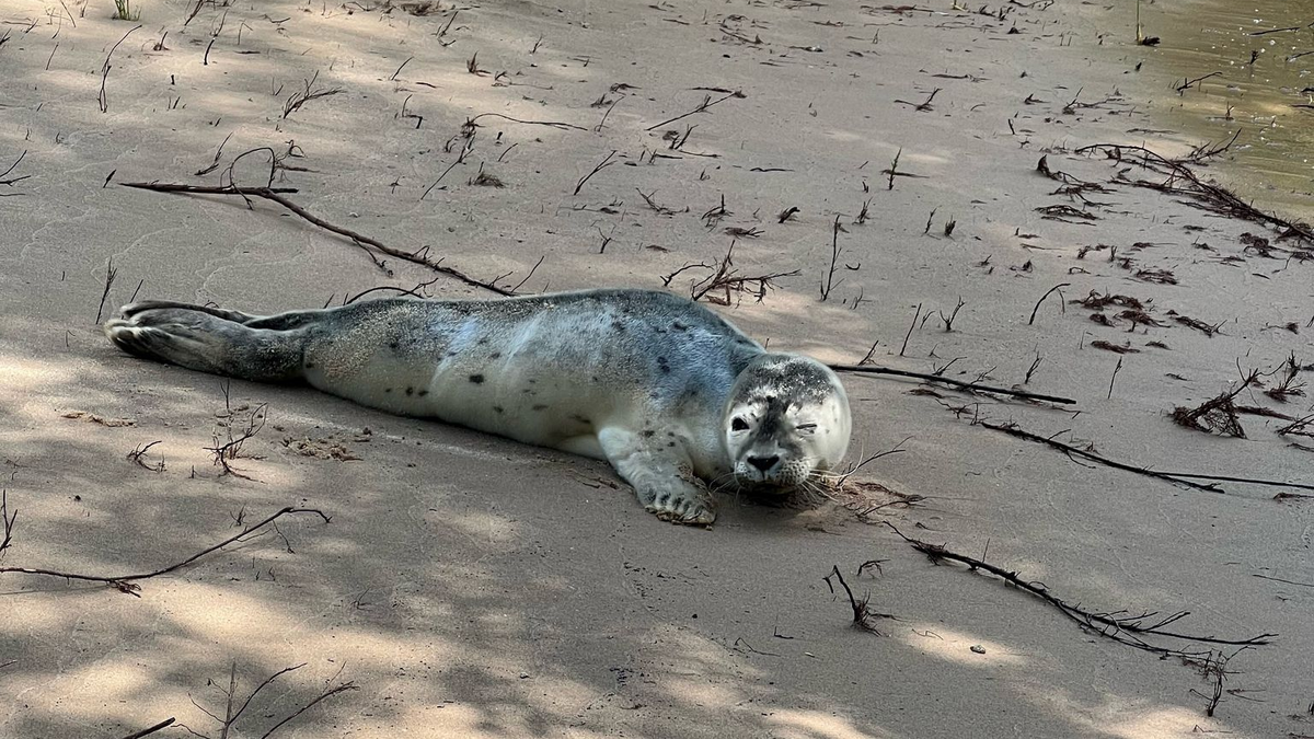 Lange Reise: Ein Heuler ist in Geesthacht angekommen. - Foto: -/Landespolizei Schleswig-Holstein/dpa