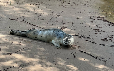 Lange Reise: Ein Heuler ist in Geesthacht angekommen. - Foto: -/Landespolizei Schleswig-Holstein/dpa