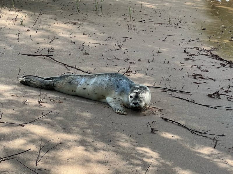 Lange Reise: Ein Heuler ist in Geesthacht angekommen. - Foto: -/Landespolizei Schleswig-Holstein/dpa