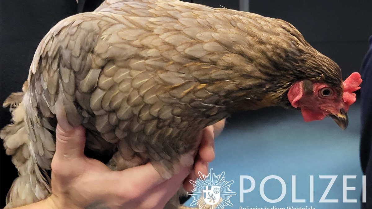 POL-PPWP: Wer vermisst ein Huhn? - Foto: presseportal.de
