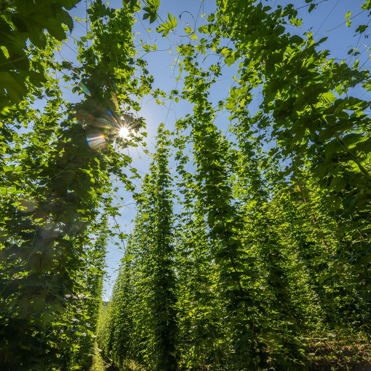 Die Hopfenernte fiel 2023 gut aus. - Foto: Harald Tittel/dpa