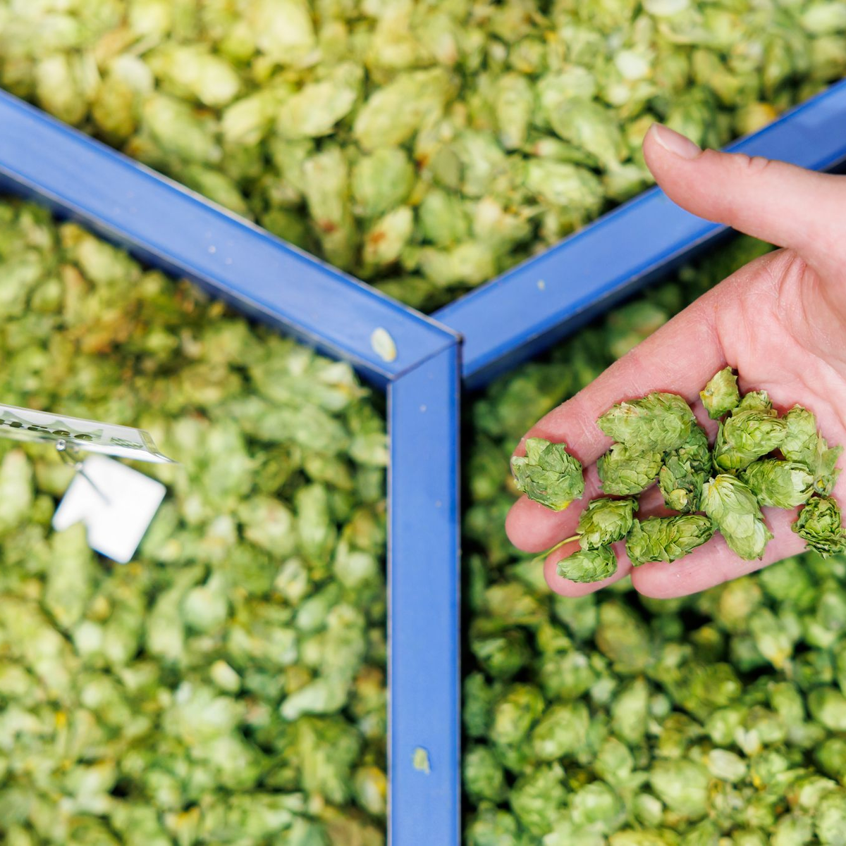 Nach Anbaufläche gilt Deutschland als größter Hopfenproduzenten der Welt. - Foto: Daniel Karmann/dpa