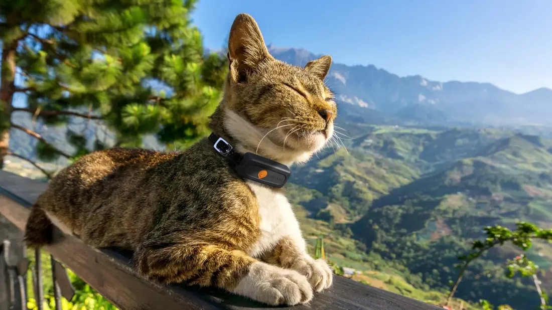 Weenect enthüllt Geheimnis: Drei von fünf Katzen gehen ihren Besitzer:innen fremd / Studie zum Thema Katzen und ihr Territorium. - Bild: presseportal.de