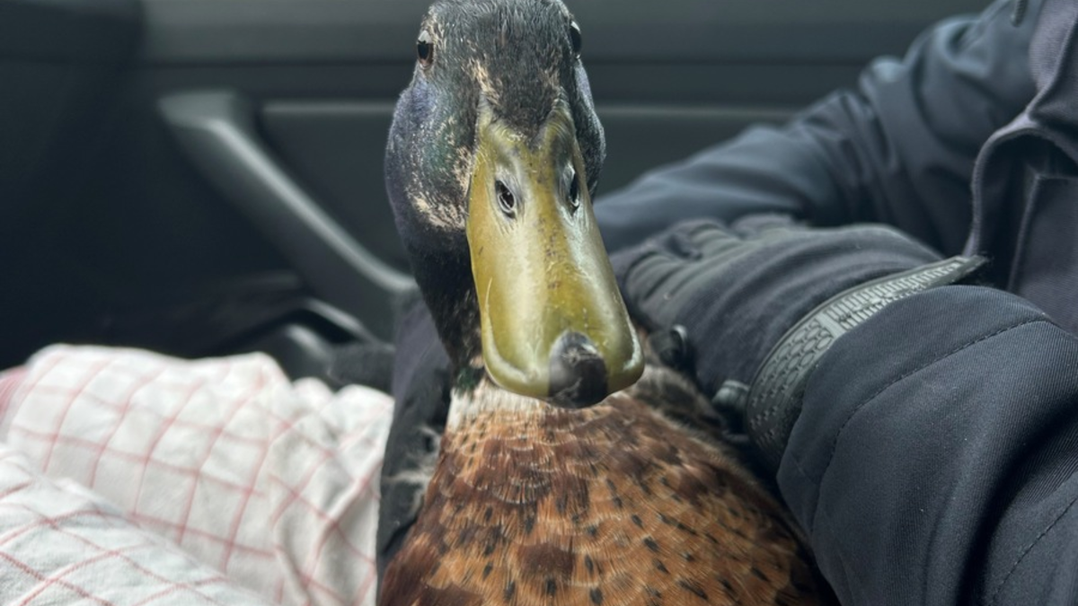 POL-KI: 240717.1 Kiel: Polente an Bord - Foto: presseportal.de