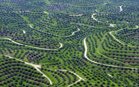 Palmöl aus Indonesien und Malaysia soll in China für den europäischen Markt umetikettiert werden. - Foto: Bagus Indahono/EPA/dpa
