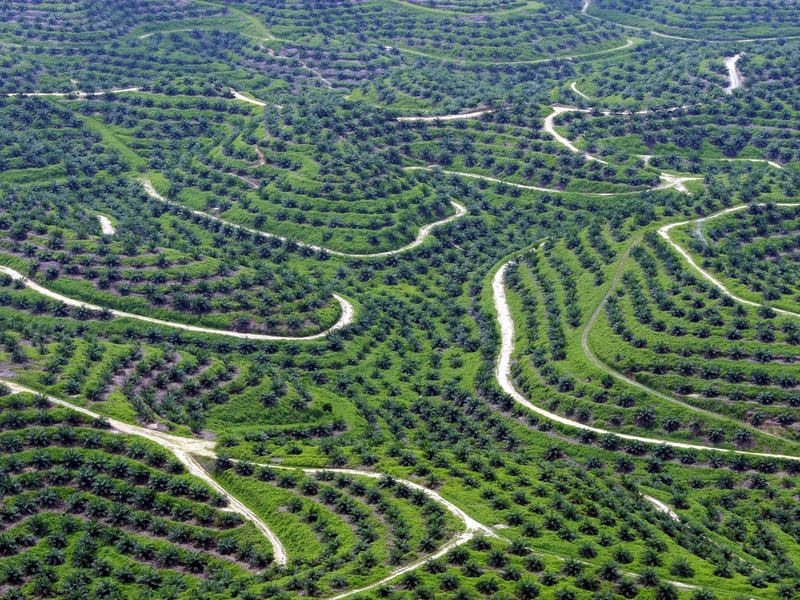 Palmöl aus Indonesien und Malaysia soll in China für den europäischen Markt umetikettiert werden. - Foto: Bagus Indahono/EPA/dpa