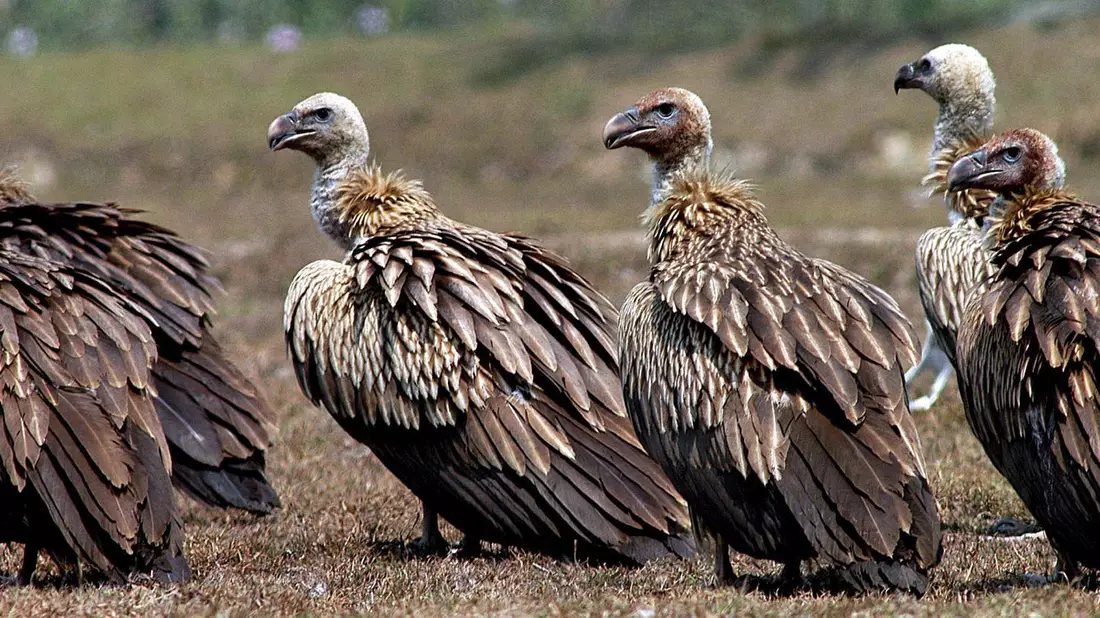 Einst gab es in Indien etwa 50 Millionen Geier, nun sind es unter 100.000 Vögel. (Archivbild) - Bild: picture alliance / dpa