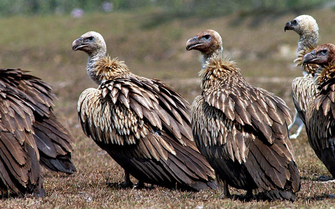 Einst gab es in Indien etwa 50 Millionen Geier, nun sind es unter 100.000 Vögel. (Archivbild) - Foto: picture alliance / dpa Einst gab es in Indien etwa 50 Millionen Geier, nun sind es unter 100.000 Vögel. (Archivbild) - Foto: picture alliance / dpa