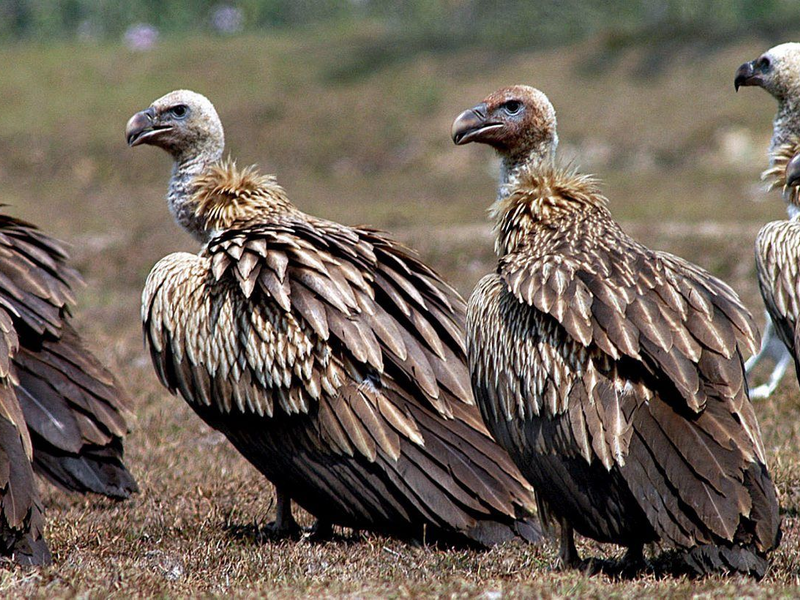 Einst gab es in Indien etwa 50 Millionen Geier, nun sind es unter 100.000 Vögel. (Archivbild) - Foto: picture alliance / dpa