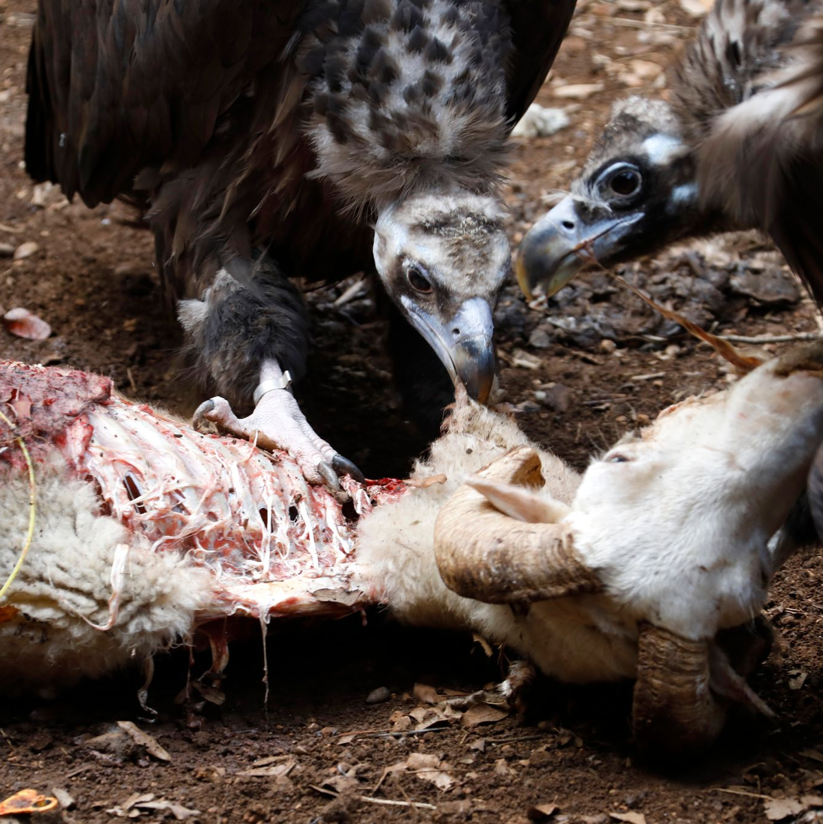 Mönchsgeier und Gänsegeier gehören zu den neun Geierarten, die in Indien vorkommen. (Illustration) - Foto: Clara Margais/dpa