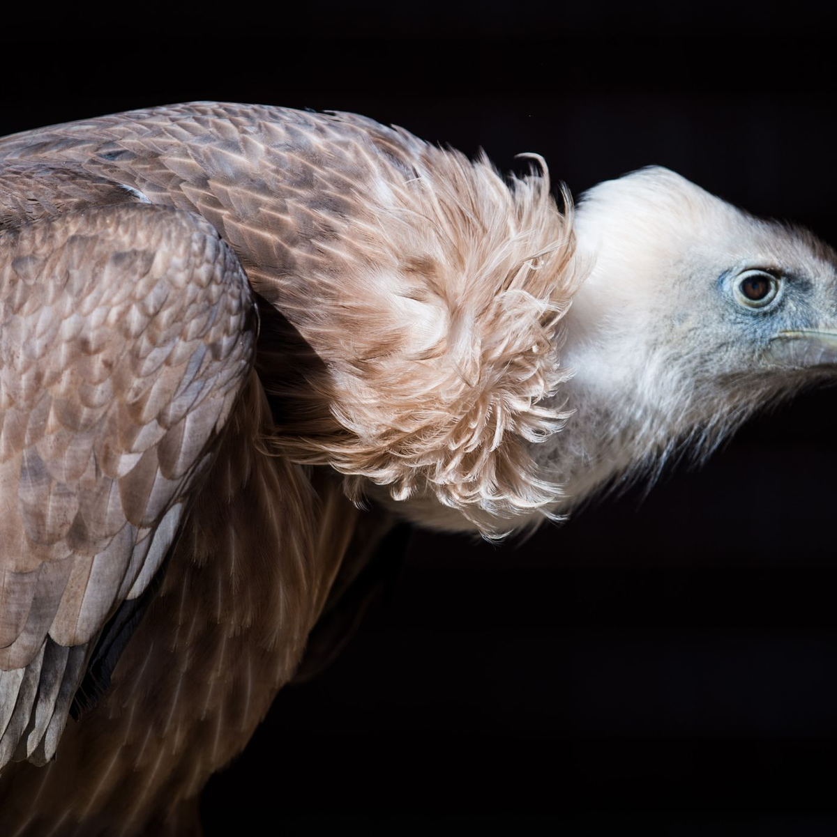 Sehen vielleicht nicht so hübsch aus wie Pandas - sollten aber eher geschützte werden, finden Forscher. - Foto: picture alliance / Alexander Heinl/dpa